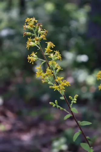 Porter's Goldenrod — photo by lillybyrd