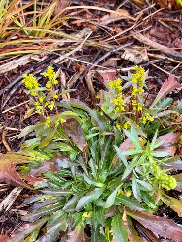 Downy Goldenrod — photo by grivesolitaire
