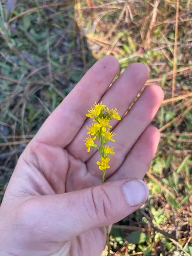 Carolina Goldenrod — photo by skyjfox