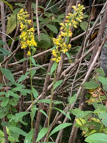 Roan Mountain Goldenrod — photo by Aster Ayer
