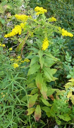 Wrinkleleaf Goldenrod (subsp. aspera) — photo by MikeN