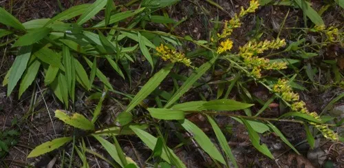 Short's Goldenrod — photo by J. Richard Abbott