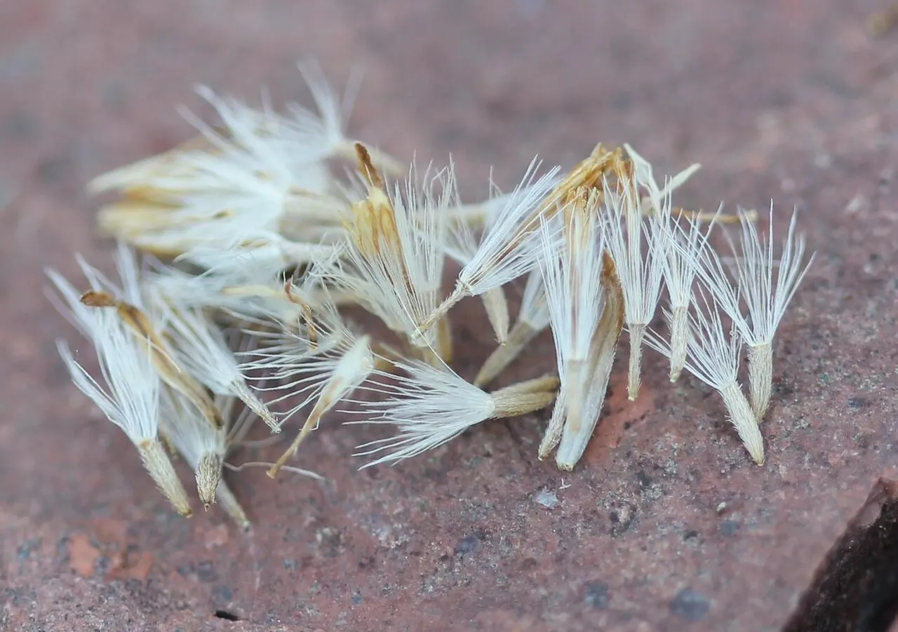 Rand's Goldenrod (subsp. randii) — photo by Rob Routledge, Sault College, Bugwood.org