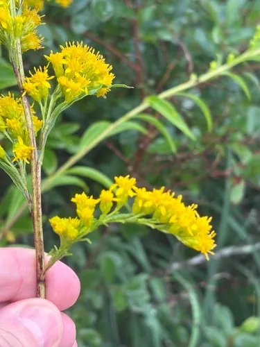 Fall Goldenrod — photo by Joey Shaw
