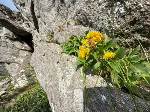 Blue Ridge Goldenrod