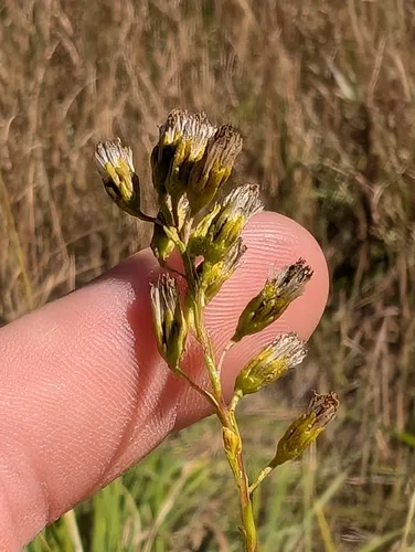 Wand Goldenrod — photo by d0ugh0ck