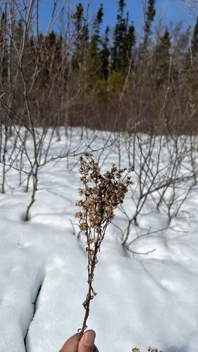 Bog Goldenrod