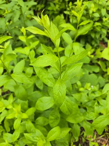 Elmleaf Goldenrod — photo by Mattie Bell