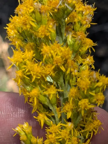 Threenerve Goldenrod — photo by Carlos Adrian CV