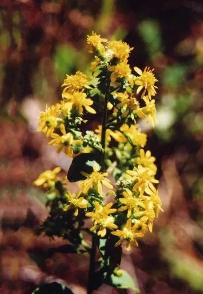 Hairy-seed Goldenrod — photo by Dale Suiter USFWS