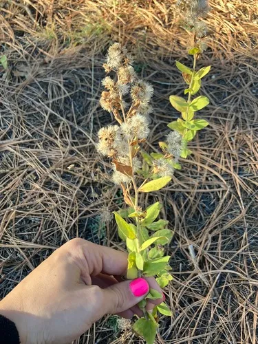 Wright's Goldenrod (var. wrightii) — photo by gonodactylus