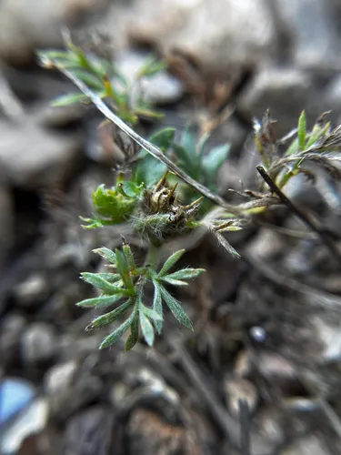 Field Burrweed