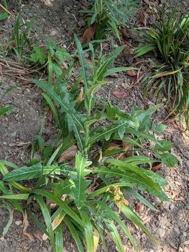Field Sowthistle