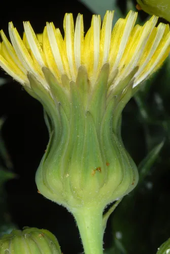 Spiny Sowthistle — photo by Douglas Goldman