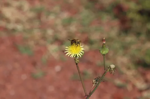 Common Sowthistle