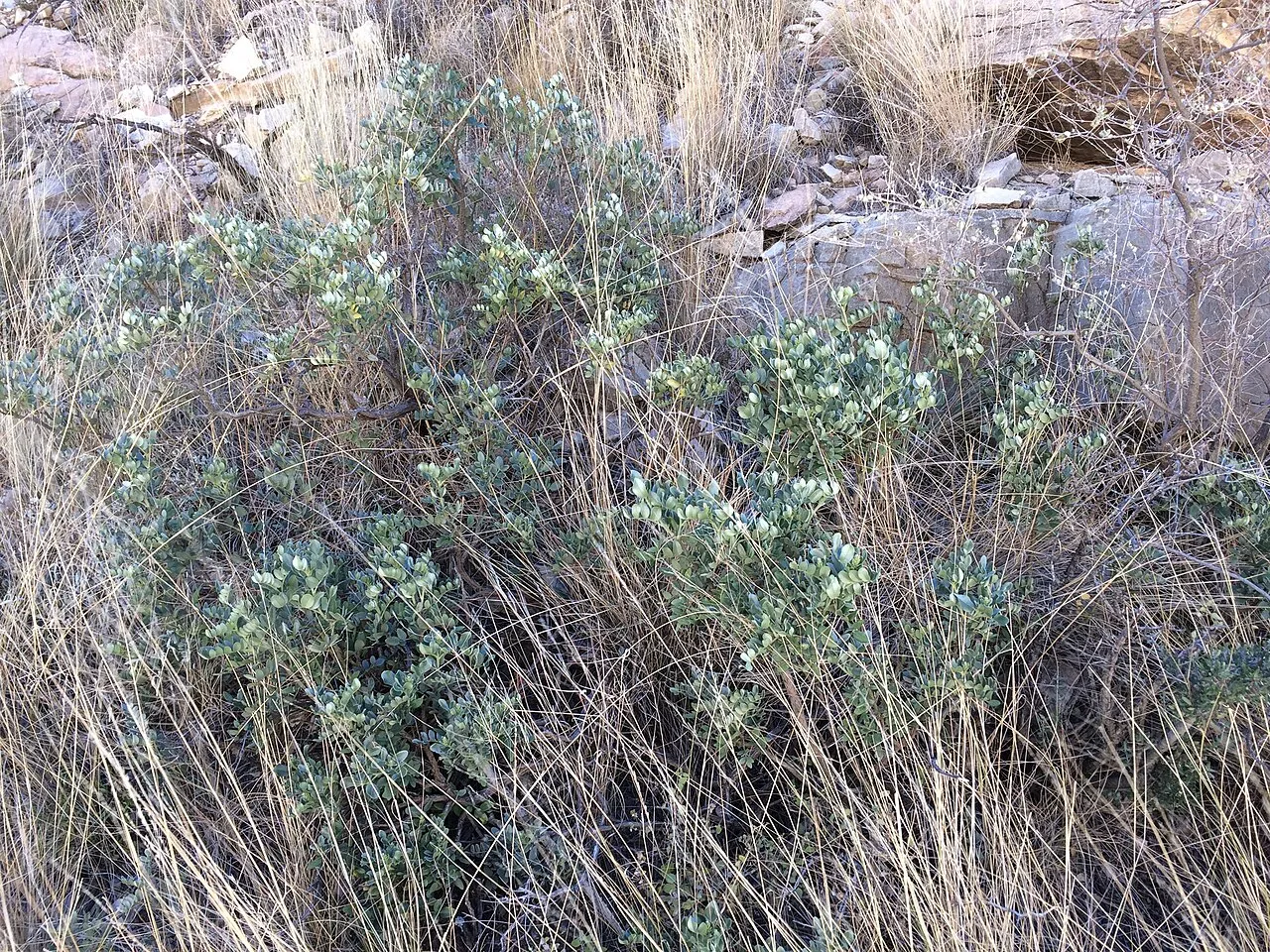 Guadalupe Mountain Necklacepod
