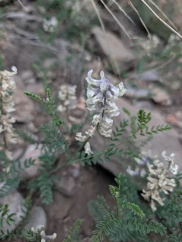 Silky Sophora