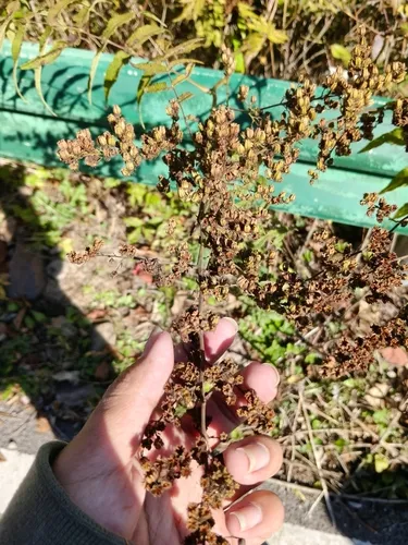 Giant False Spiraea