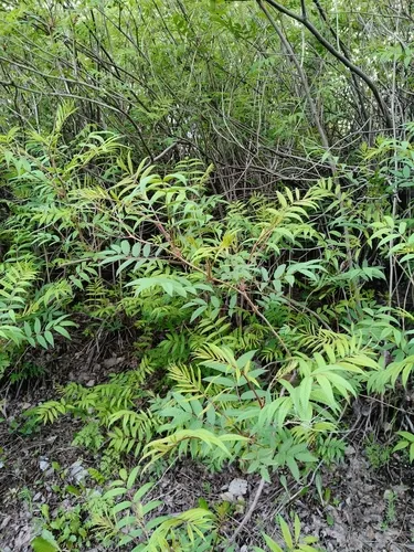 False Spiraea — photo by mlahti