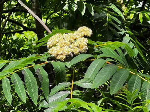 American Mountain Ash