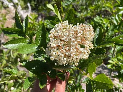 California Mountain Ash