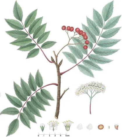 Greenland Mountain Ash