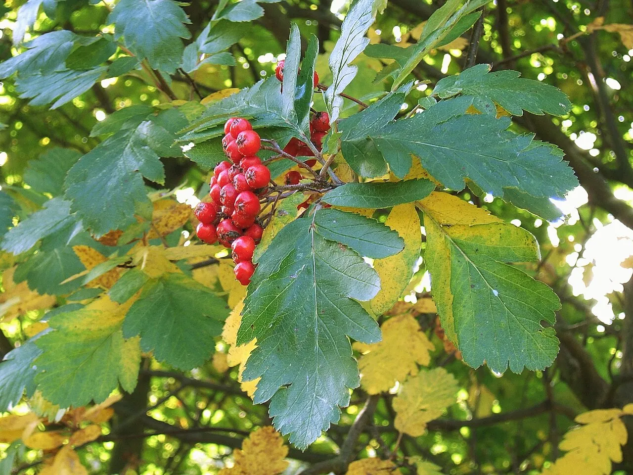 Oakleaf Mountain Ash — photo by MPF