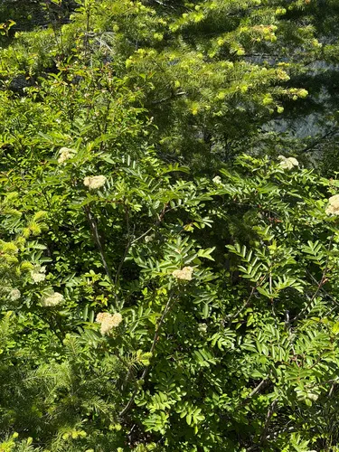 Greene's Mountain Ash