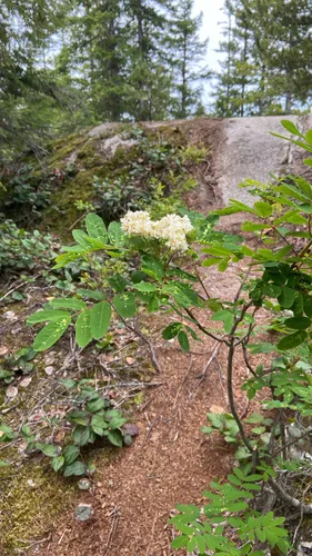 Western Mountain Ash (var. grayi) — photo by rpd3