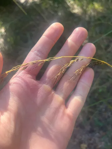 Slender Indiangrass