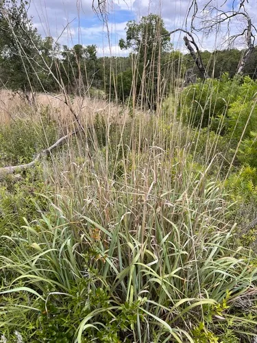Indiangrass — photo by Cody Stricker