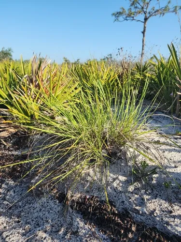 Lopsided Indiangrass