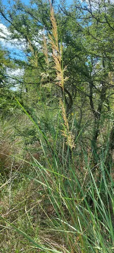 Sandysoil Indiangrass — photo by Leandro Bareiro Guiñazú