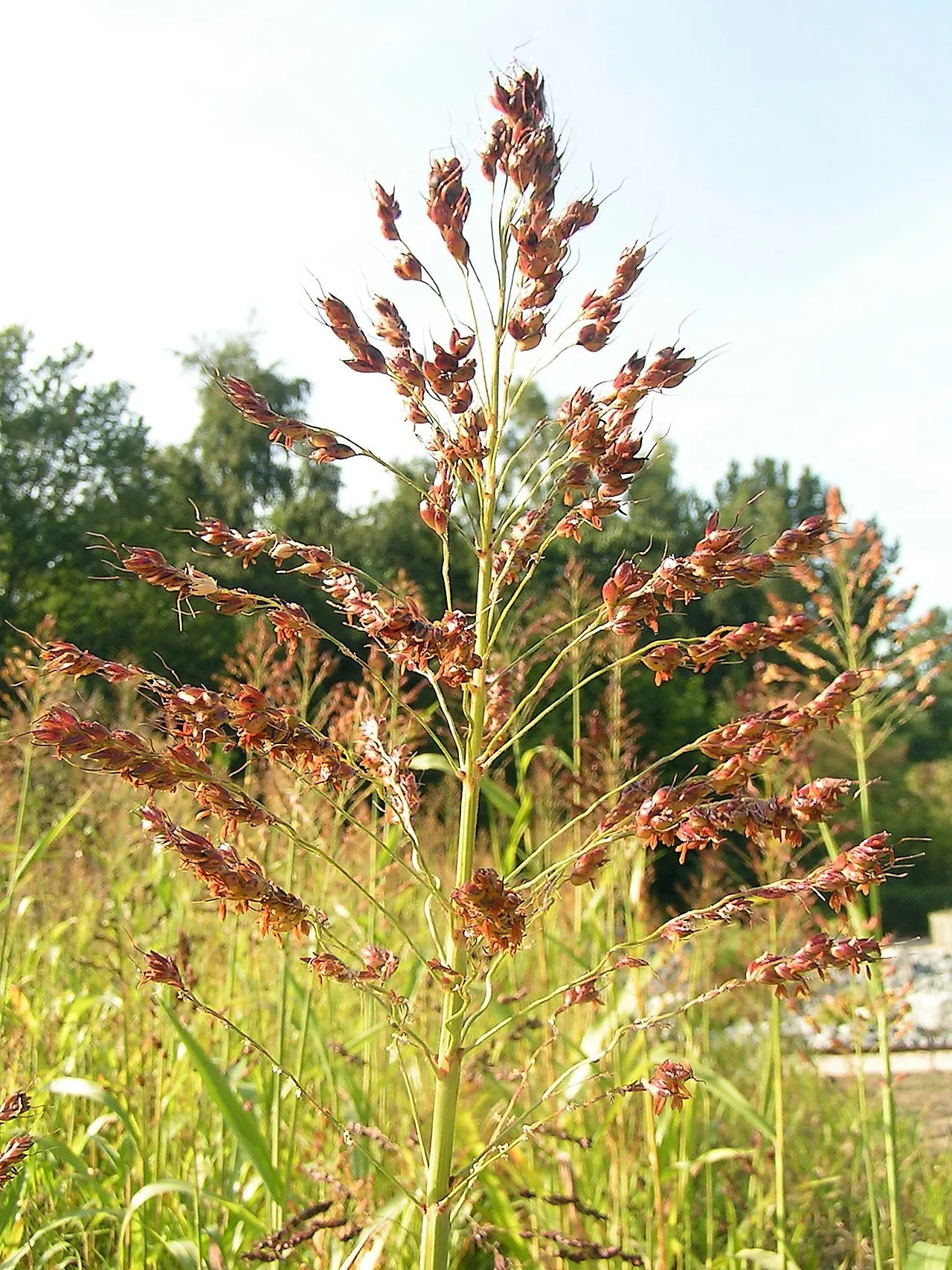 Grain Sorghum (subsp. bicolor) — photo by No machine-readable author provided. Pethan assumed (based on copyright claims).