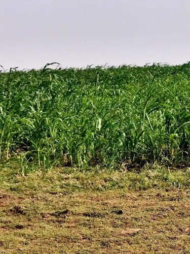 Sorghum — photo by Noopur🍀