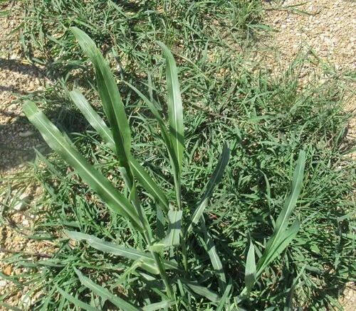 Johnsongrass