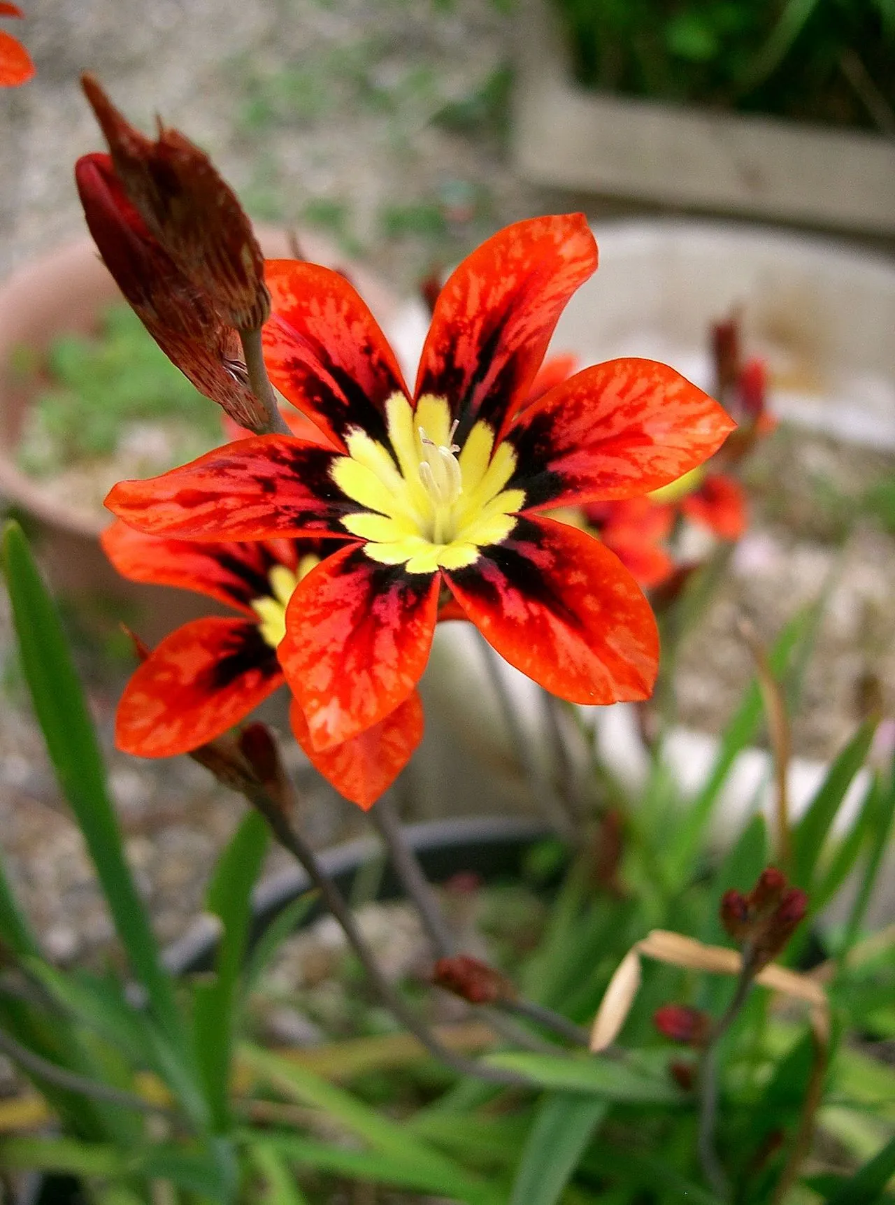 Wandflower