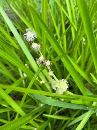 American Bur-reed