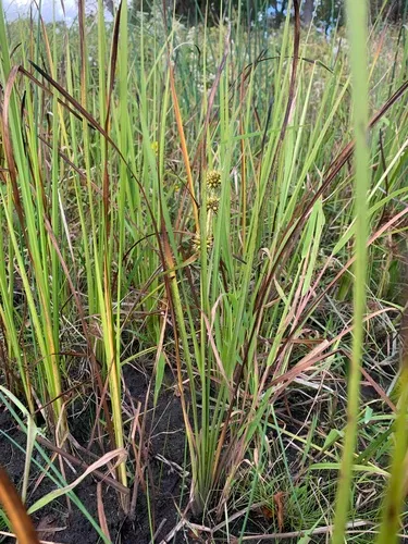 Branched Bur-reed