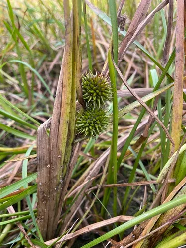 Narrowleaf Bur-reed