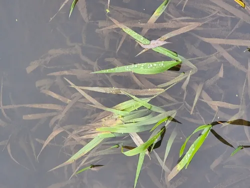 European Bur-reed