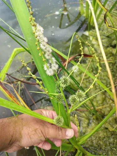 Simplestem Bur-reed — photo by Ivo Rosa