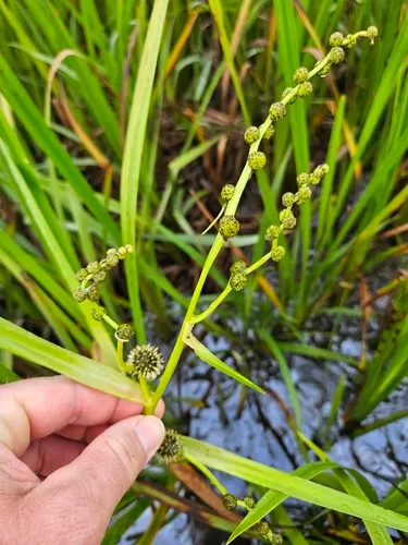 Broadfruit Bur-reed