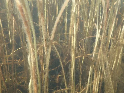 Floating Bur-reed