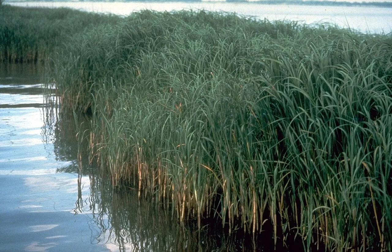 Smooth Cordgrass — photo by Wikimedia Commons