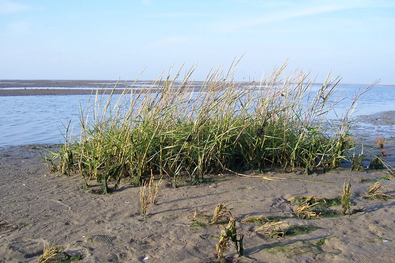 Common Cordgrass — photo by Jürgen Howaldt