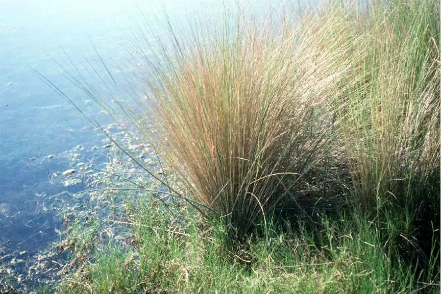 Sand Cordgrass — photo by Robert H. Mohlenbrock. USDA SCS. 1991. Southern wetland flora: Field office g…