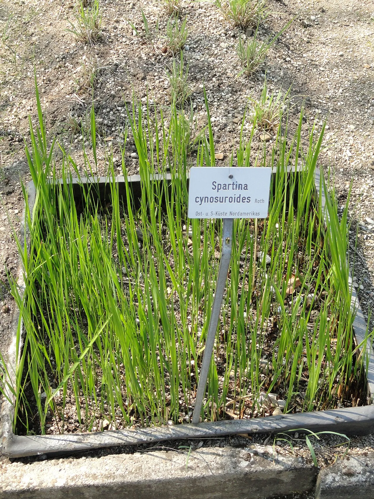 Big Cordgrass