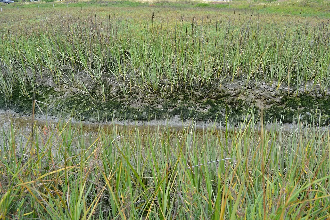 California Cordgrass