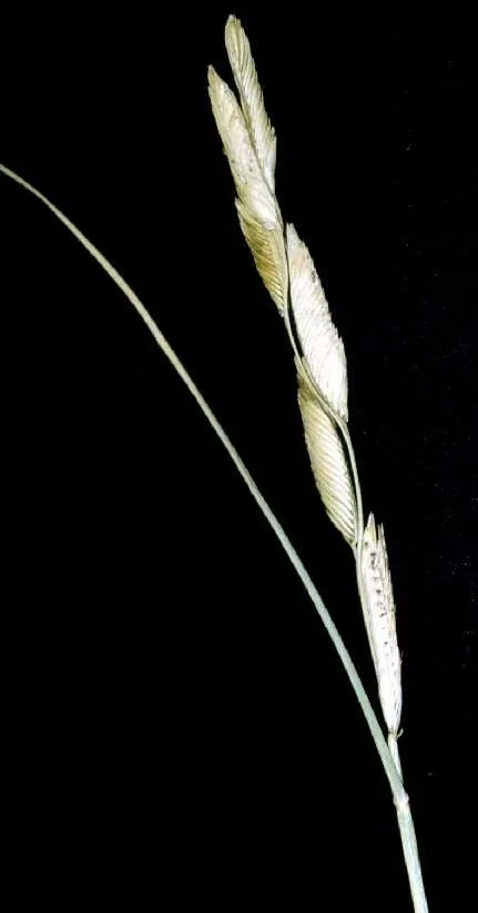 Alkali Cordgrass